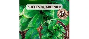 Mâche AGATHE - VILMORIN