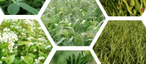 Couverts COUVERT CHASSE J.D non traité