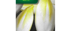 Chicorée Witloof PLATINE HF1 - Endive - VILMORIN