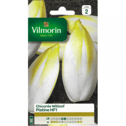 Chicorée Witloof PLATINE HF1 - Endive - VILMORIN