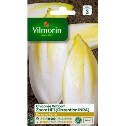 Chicorée Witloof ZOOM HF1 - Endive - VILMORIN