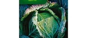 Chou de Milan de PONTOISE 2 - VILMORIN