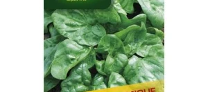 Épinard GÉANT D'HIVER - VILMORIN