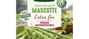 Haricot vert sans fil MASCOTTE - VILMORIN
