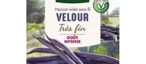 Haricot violet sans fil VELOUR - VILMORIN