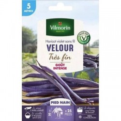 Haricot violet sans fil VELOUR - VILMORIN