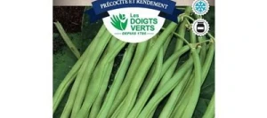 Haricot nain sans fil TALISMAN - LES DOIGTS VERTS