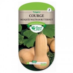 Courge Musquée WALTHAM BUTTERNUT - LES DOIGTS VERTS