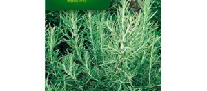 Romarin Officinal - VILMORIN