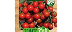 Tomate CERISE BIO - VILMORIN