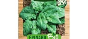 Épinard GÉANT D'HIVER BIO - VILMORIN