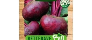 Betterave  Noire D'EGYPTE BIO - VILMORIN