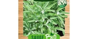 Sauge Officinale BIO - VILMORIN