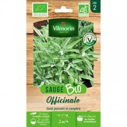 Sauge Officinale BIO - VILMORIN