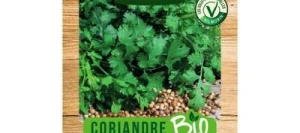 Coriandre Cultivée BIO - VILMORIN