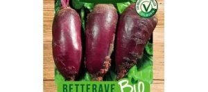 Betterave CYLINDRA BIO - VILMORIN