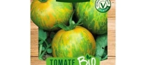 Tomate GREEN ZEBRA BIO - VILMORIN