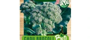 Chou Brocoli CALABREZE NATALINO BIO - VILMORIN