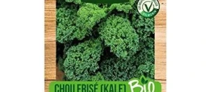 Chou Frisé (Kale) WESTLANDSE WINTER BIO - VILMORIN
