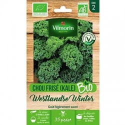 Chou Frisé (Kale) WESTLANDSE WINTER BIO - VILMORIN