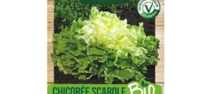 Chicorée Scarole Blonde À CŒUR PLEIN BIO - VILMORIN