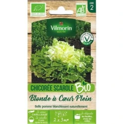 Chicorée Scarole Blonde À CŒUR PLEIN BIO - VILMORIN