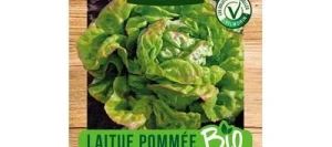 Laitue Pommée MAY QUEEN BIO - VILMORIN