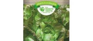 Laitue Batavia SIERRA - LES DOIGTS VERTS