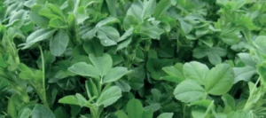 Luzernes DUO LUZ SAS Ready