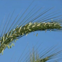 Triticale GRANDVAL AB non traité