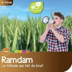 Triticale RAMDAM AB non traité