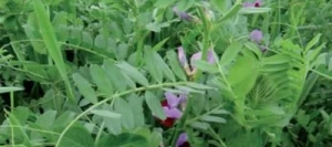 Méteil fourrager METEIL PROTEINE non traité