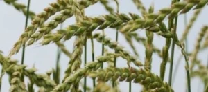 Epeautre COMBURGER AB non traité