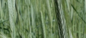 Seigle D. OPAL non traité