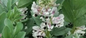 Féverole NEBRASKA non traité