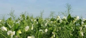 Pois protéagineux ESCRIME non traité