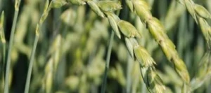 Epeautre ZOLLERNSPELZ AB non traité