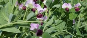 Pois fourragers ASSAS non traité