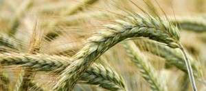 Triticale DUBLET VIBRANCE GOLD