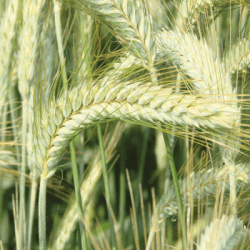 Triticale ELEAC VIBRANCE GOLD