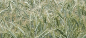 Seigle D. AMBER VIBRANCE GOLD