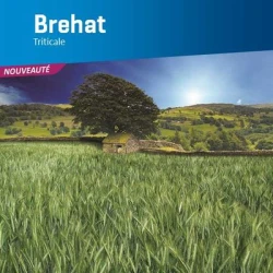 Triticale BREHAT VIBRANCE GOLD