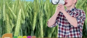 Triticale RAMDAM VIBRANCE GOLD