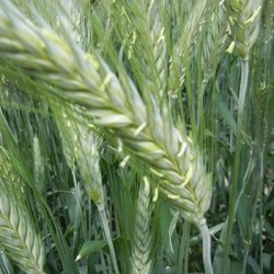 Triticale MENHIR AB non traité