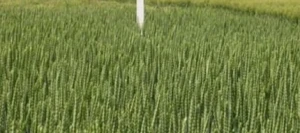 Epeautre ALKOR AB non traité