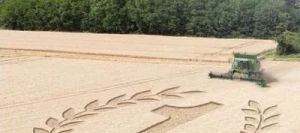 Blé tendre ABSALON AB COPSEED