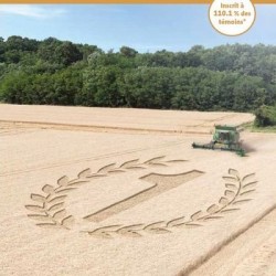 Blé tendre ABSALON AB COPSEED