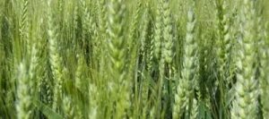 Blé tendre CHRISTOPH AB COPSEED