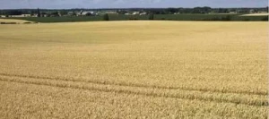 Blé tendre ARKEOS VIBRANCE GOLD