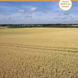 Blé tendre ARKEOS VIBRANCE GOLD